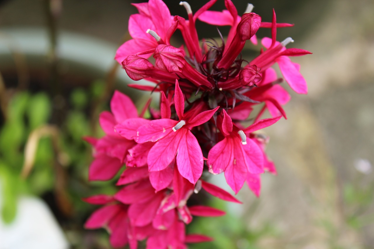 pink flowers bloom blooming free photo