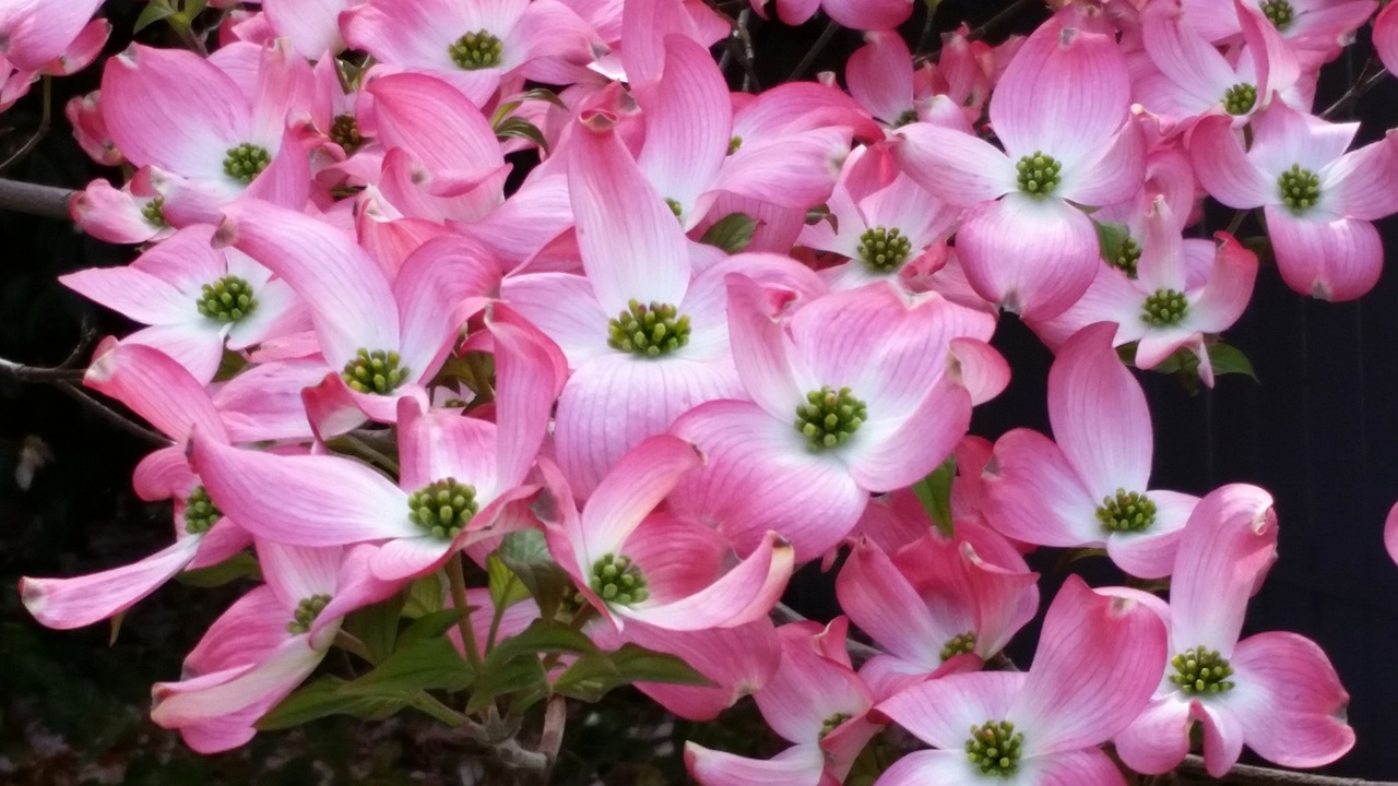 pink flowers dogwood tree springtime free photo
