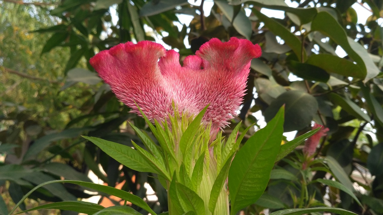 pink flowers flowers green flowers free photo