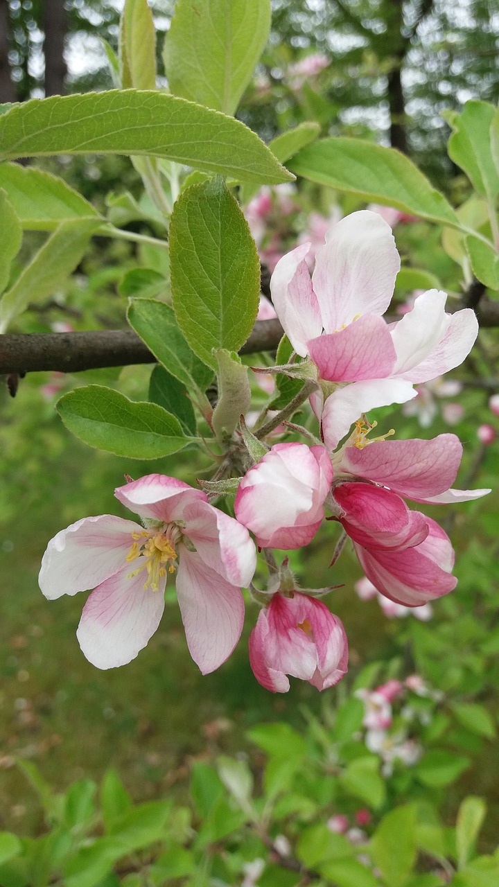 pink flowers spring bloom free photo