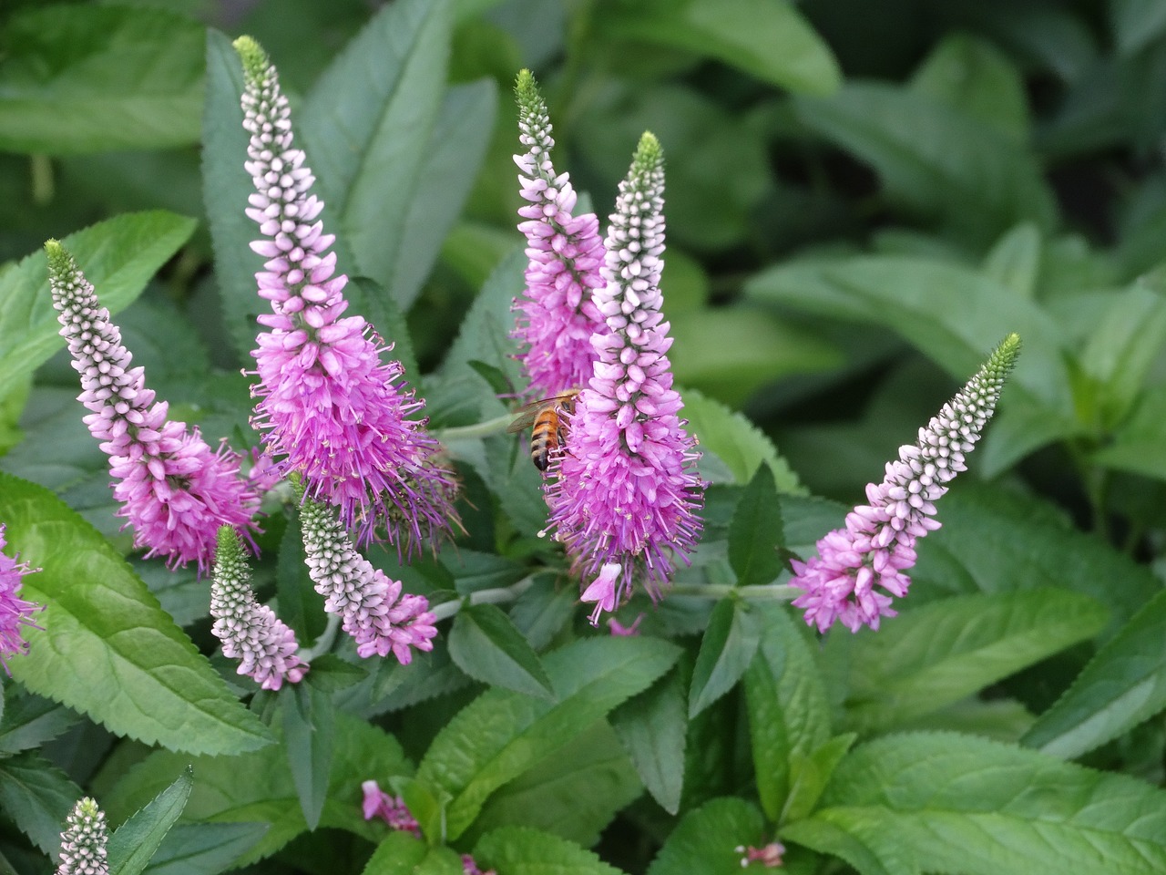 pink flowers green leaves bee free photo