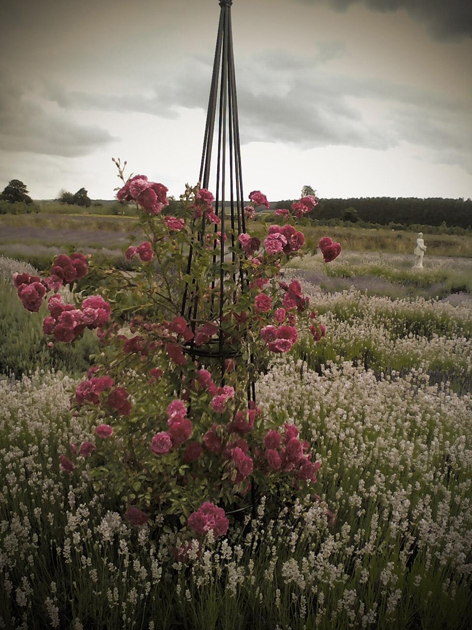 pink flowers lavender free photo