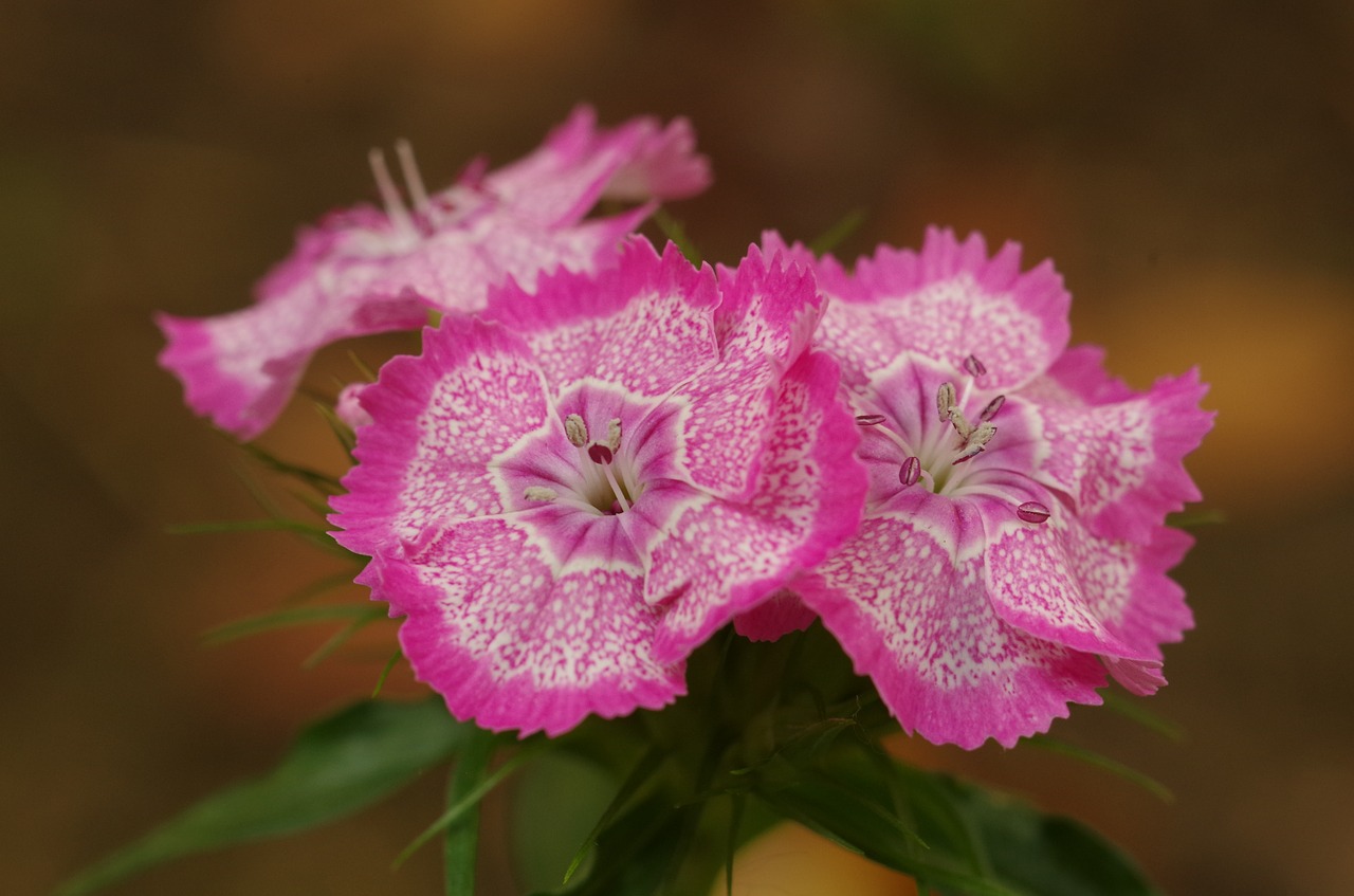 pink flowers carnations flower mottled free photo