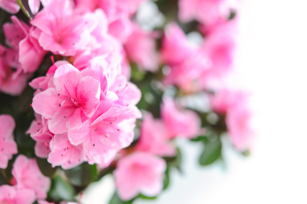 pink flowers  flower  nature free photo