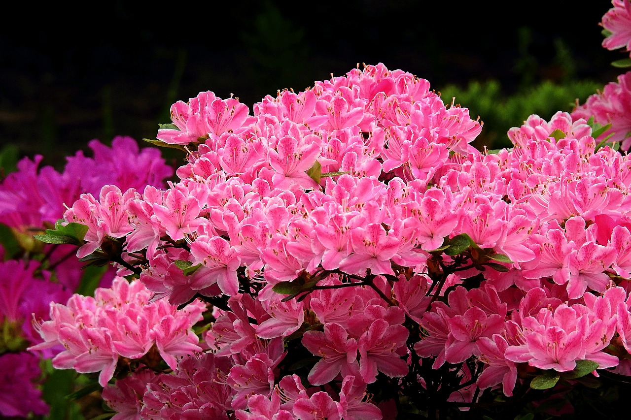 pink flowers  beauty  nature free photo