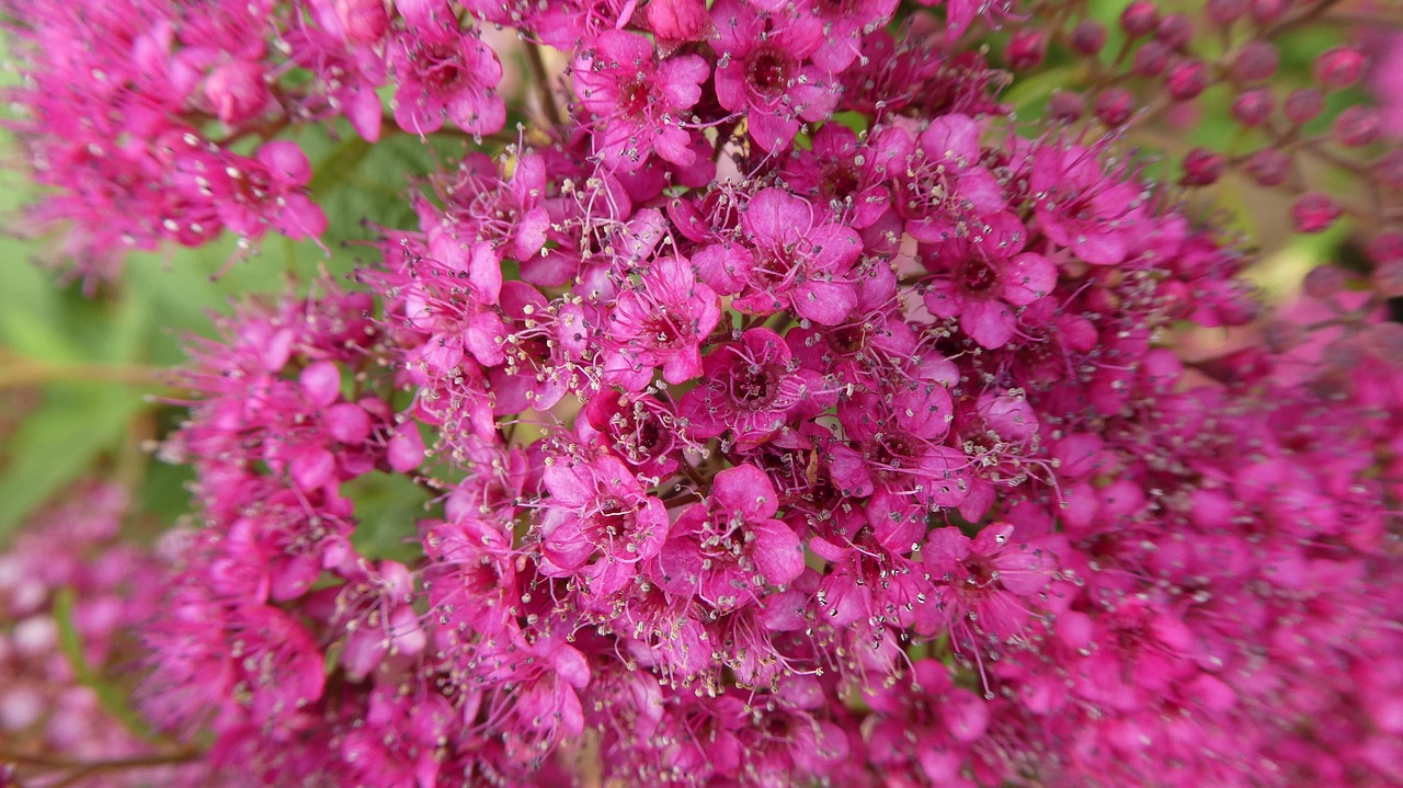 pink flowers  bush  spring free photo