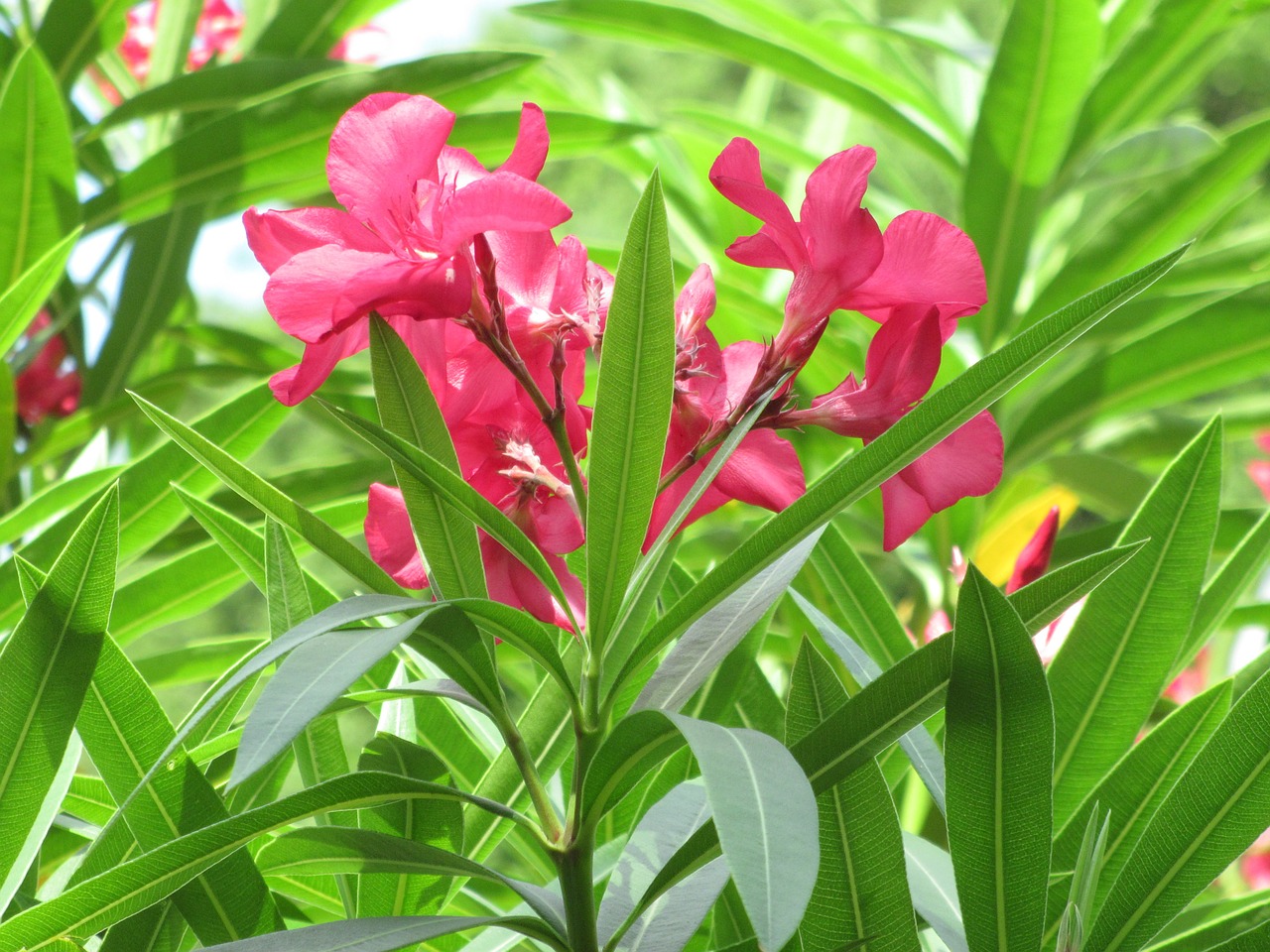 pink flowers greenery flowers free photo