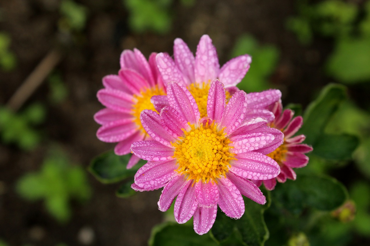 pink flowers  rosa  drops free photo