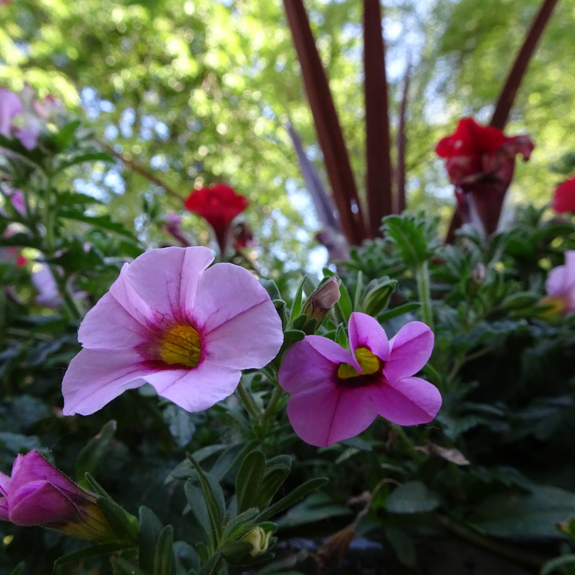 pink violet flowers free photo