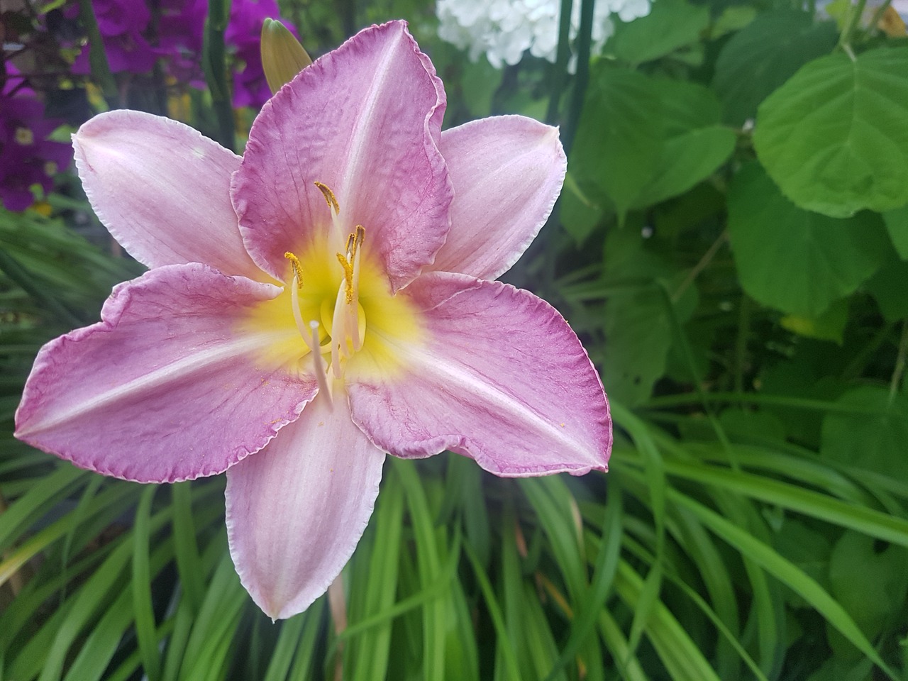 pink flowers  nature  spring free photo