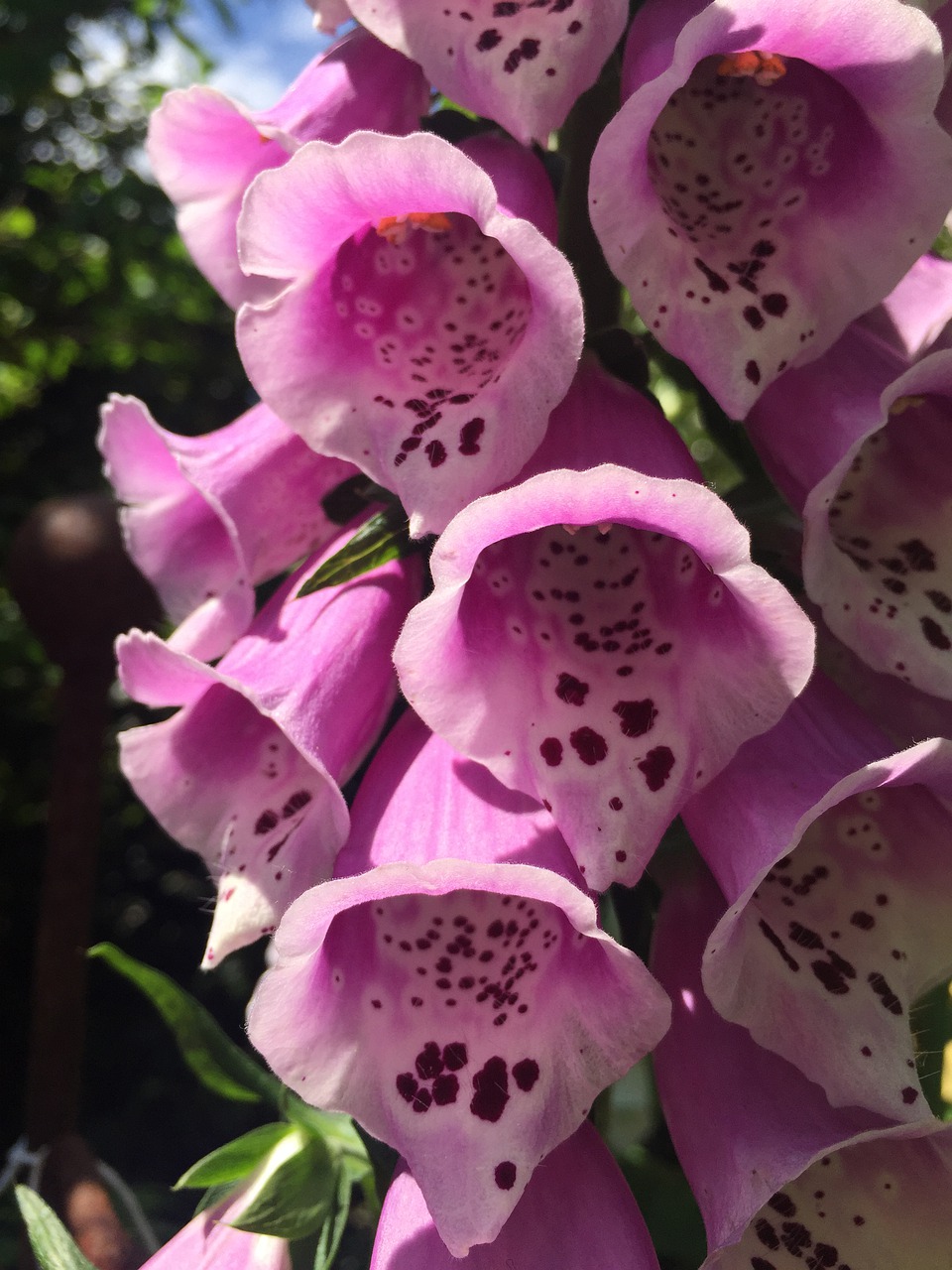 pink flowers  spring time  nature free photo