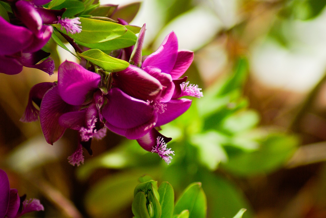 pink flowers foliage flowering free photo