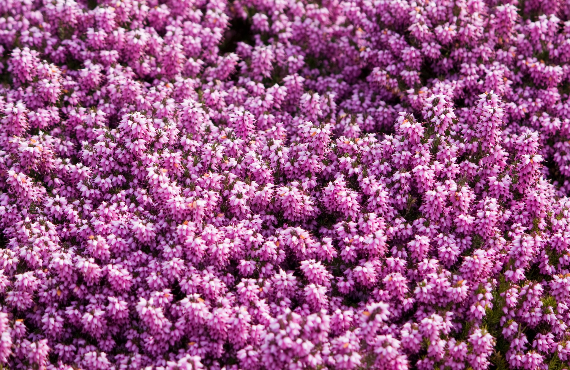 pink flowers floral free photo