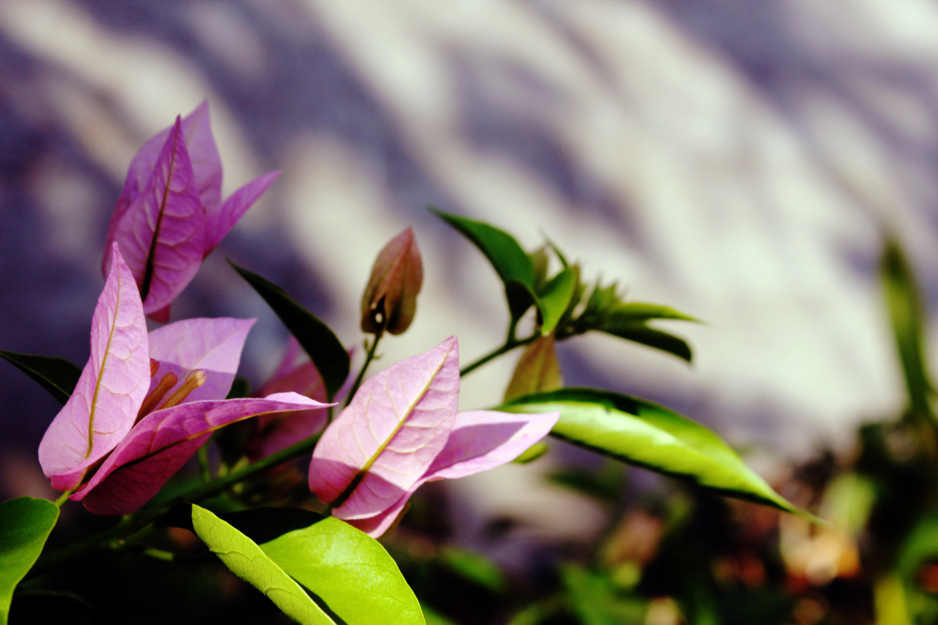 pink flowers flowers leaves free photo