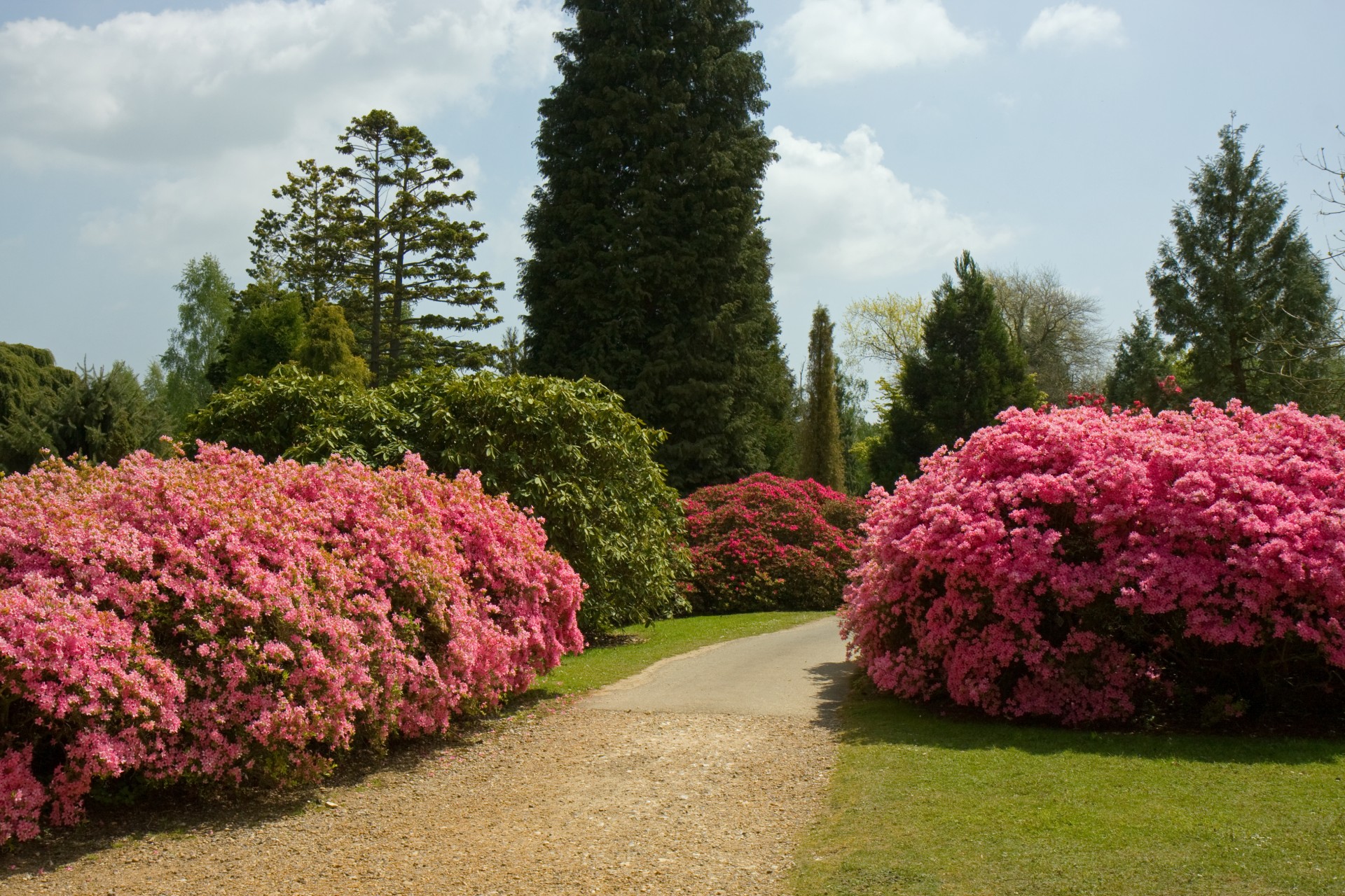 pink flowers flowering free photo