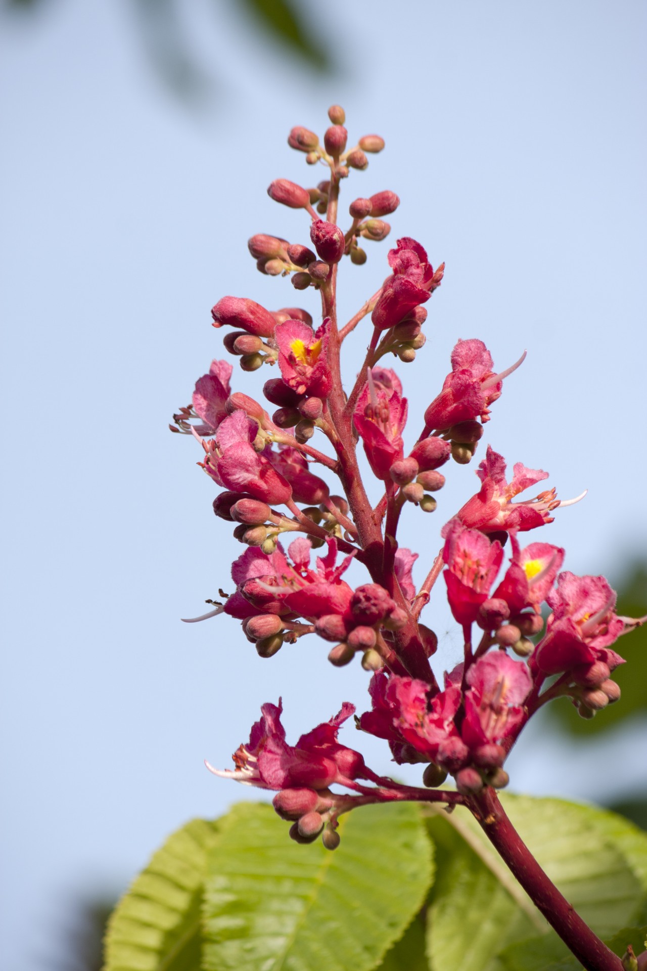 flowers blossom blooms free photo