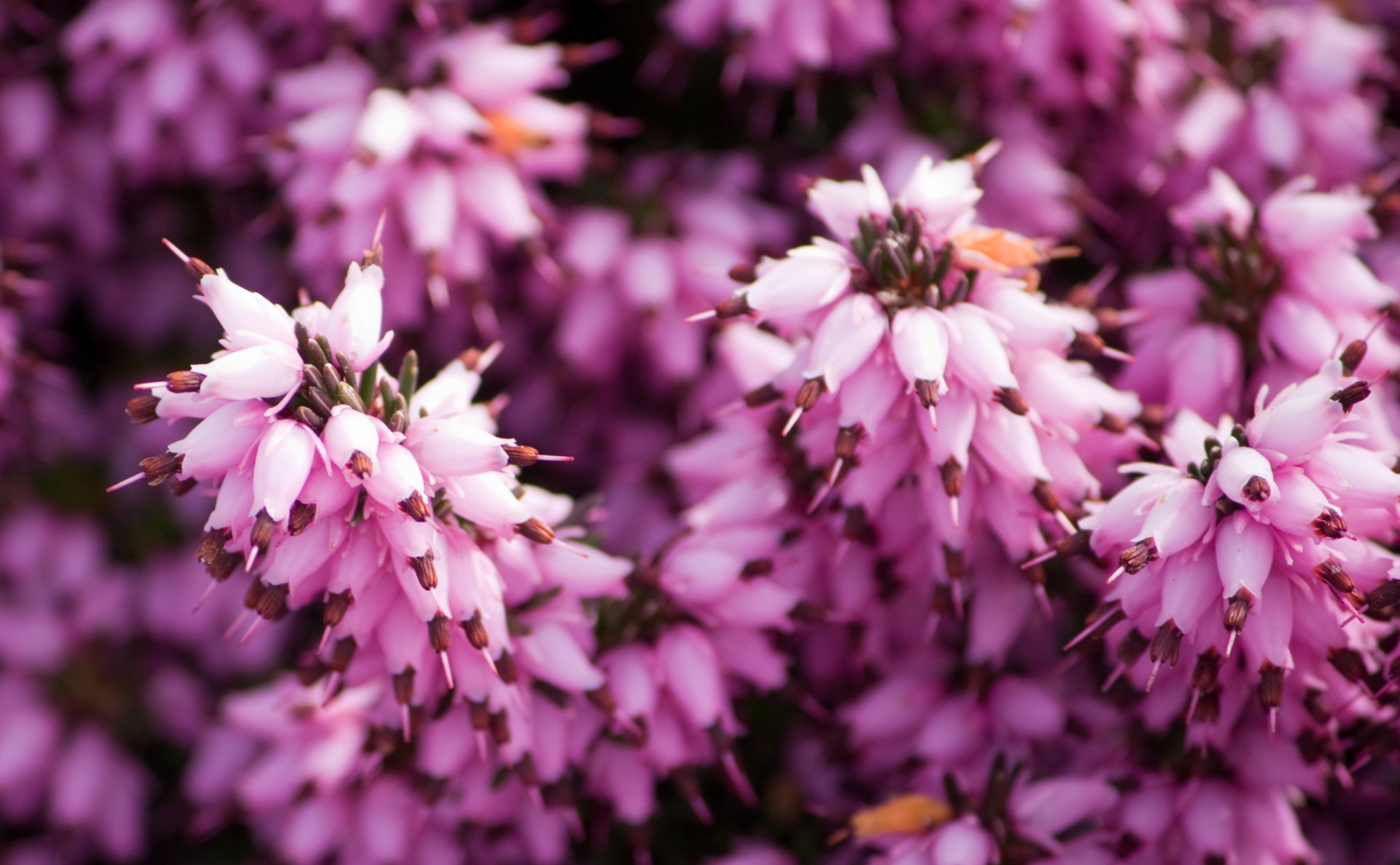 flowers petals close-up free photo