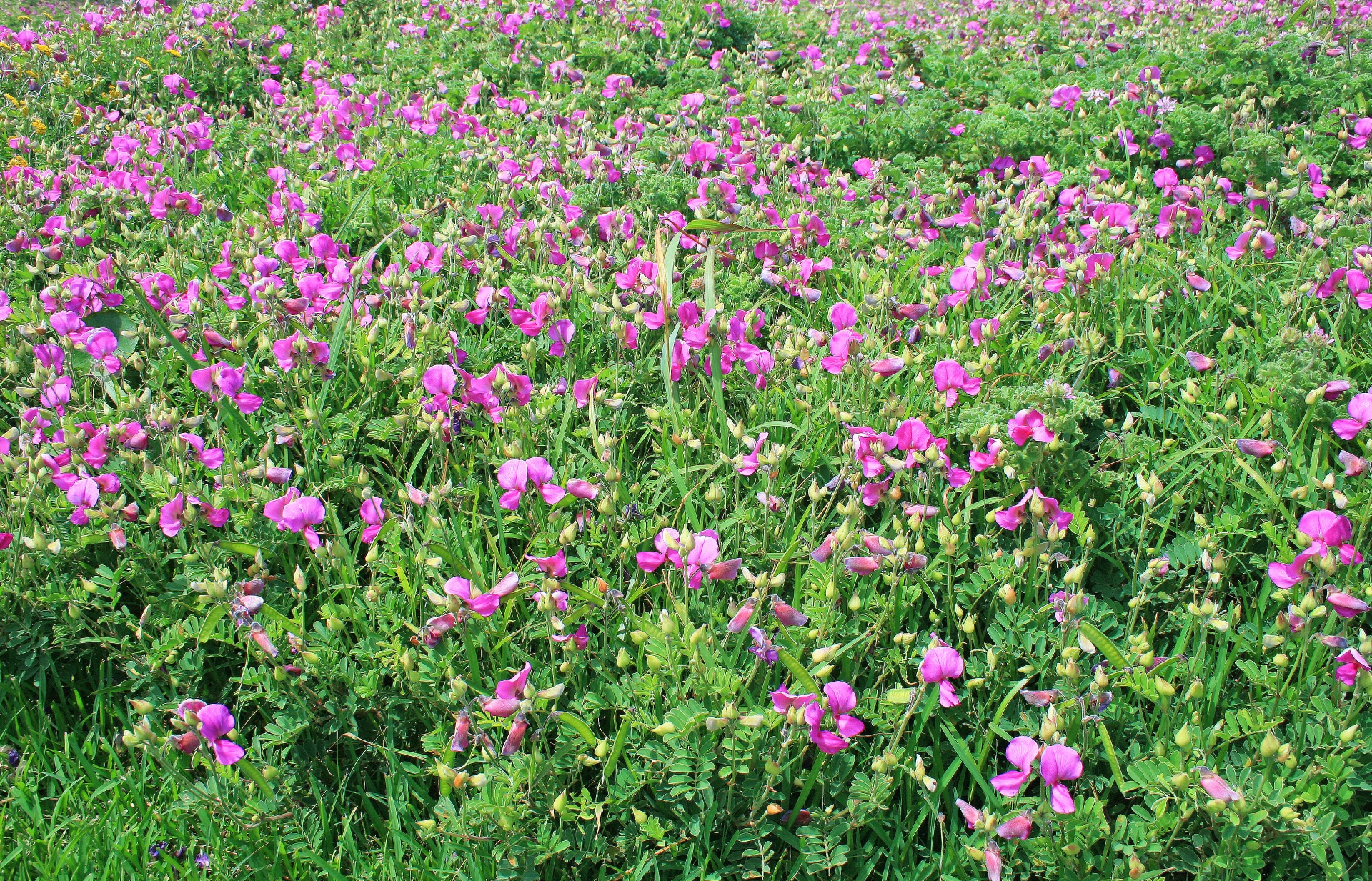 flowers pink grass free photo