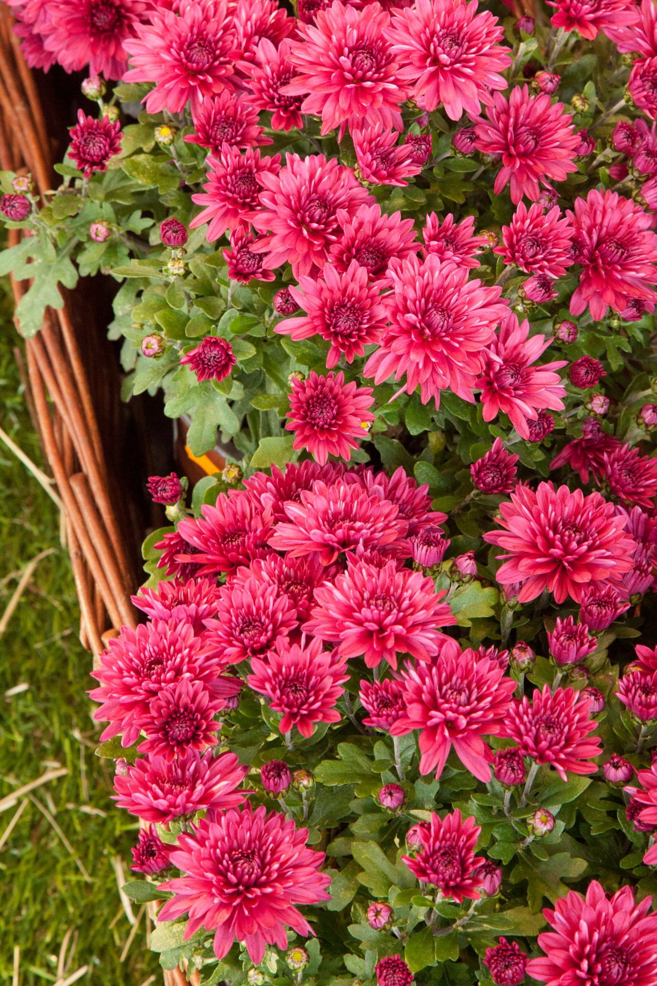 flower basket pink free photo