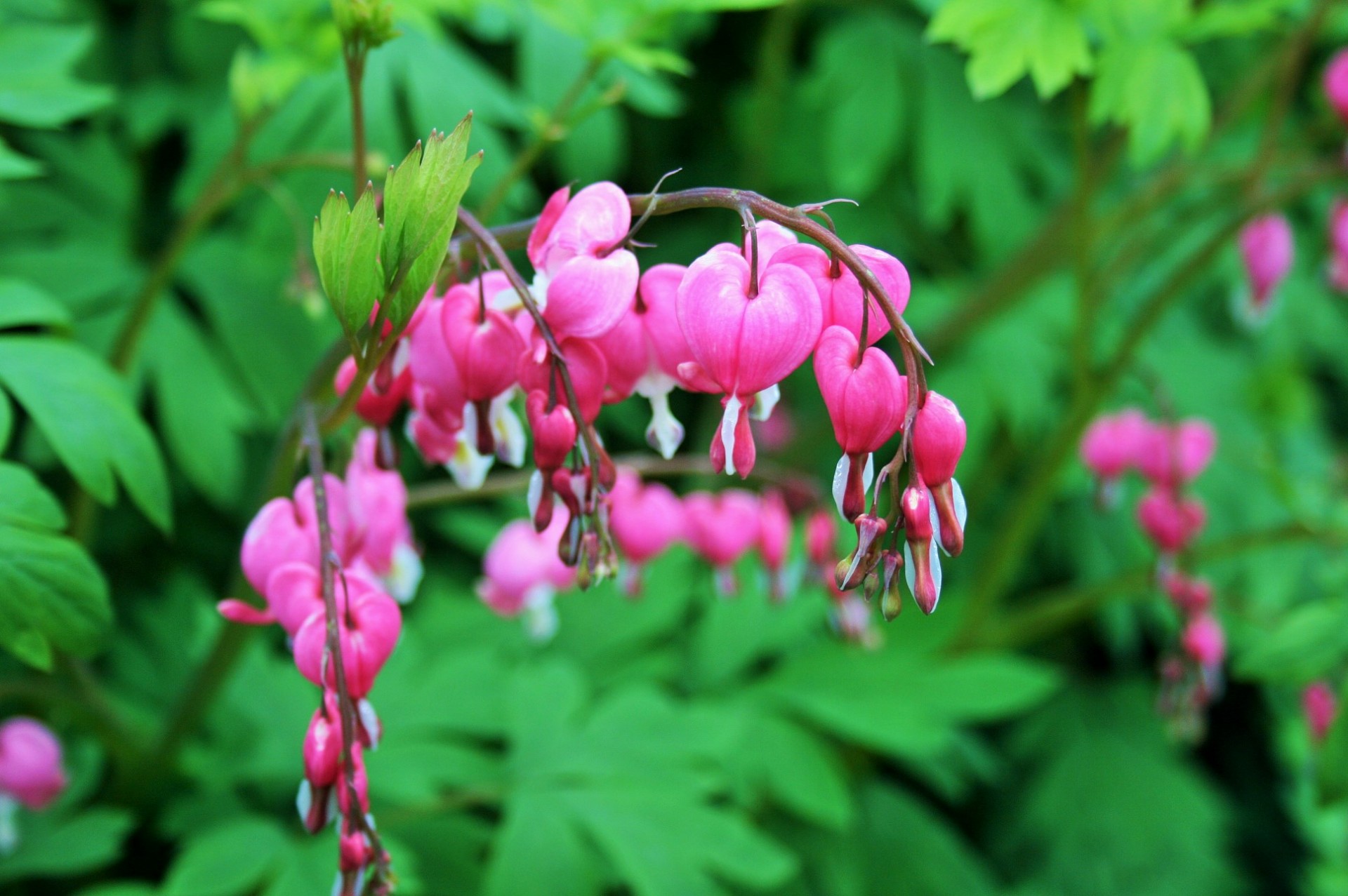 flowers pink bells free photo