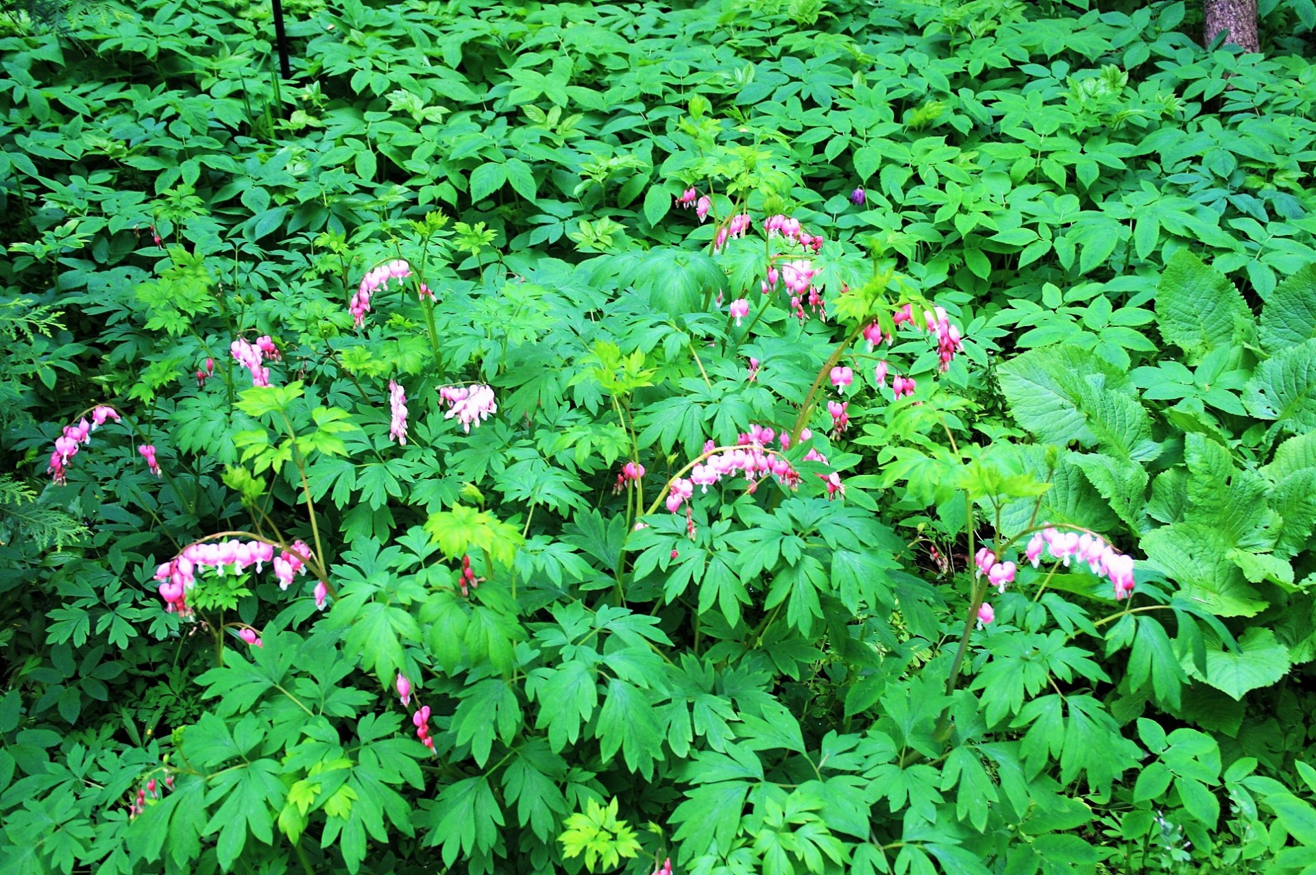 bush shrub flowers free photo