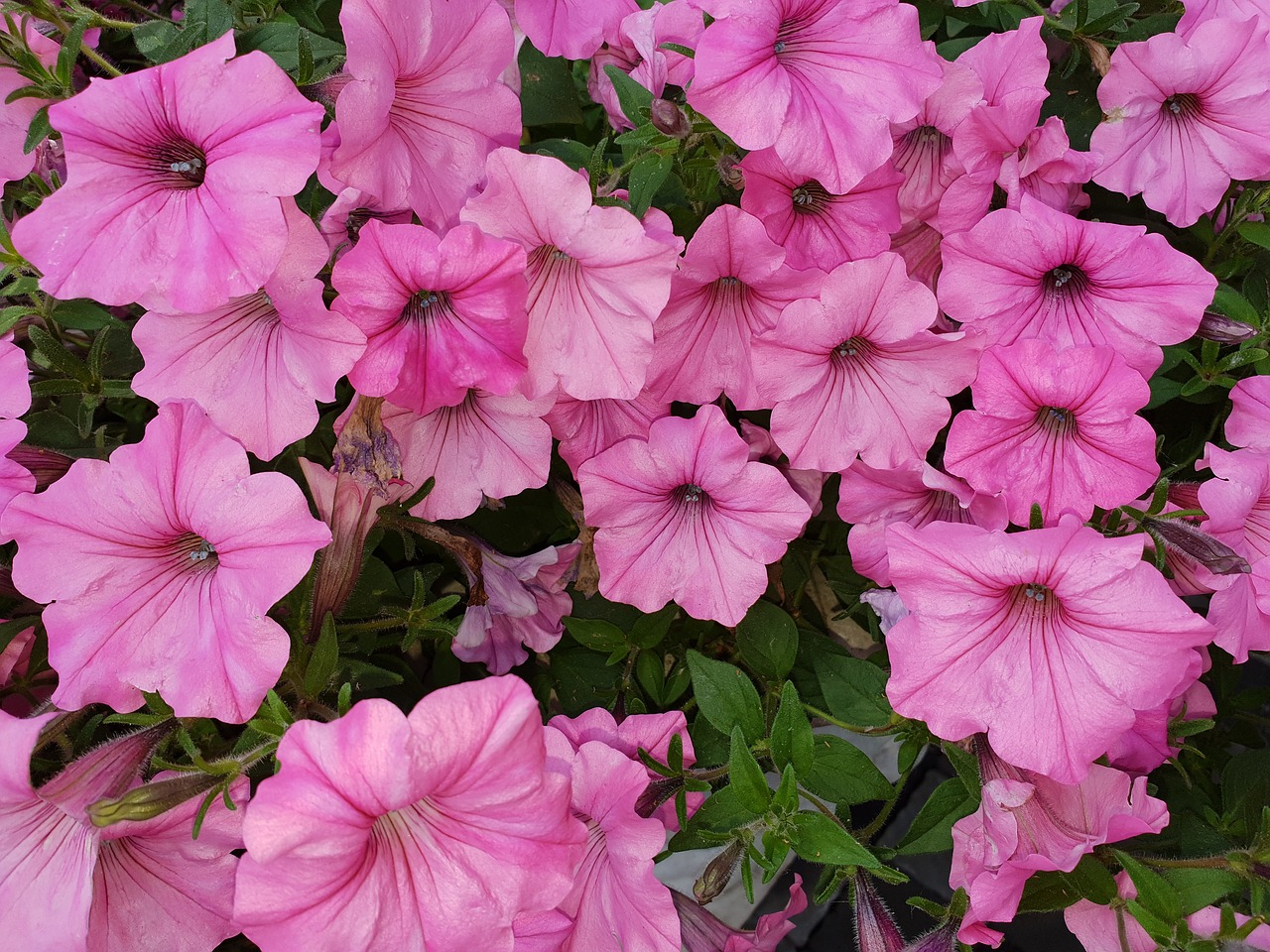 pink flowers summer  flower  nature free photo