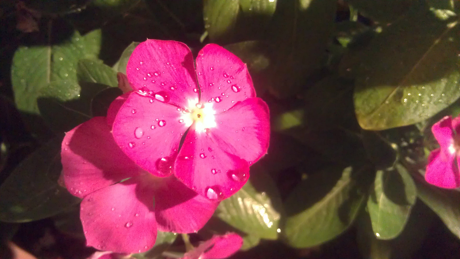 pink flowers dew free photo