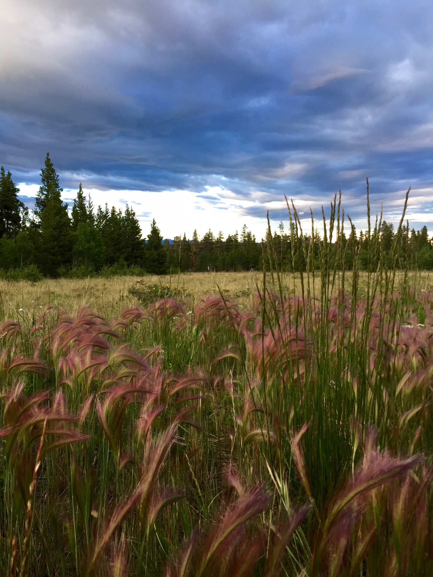 pink foxtail grass sky colorado free photo