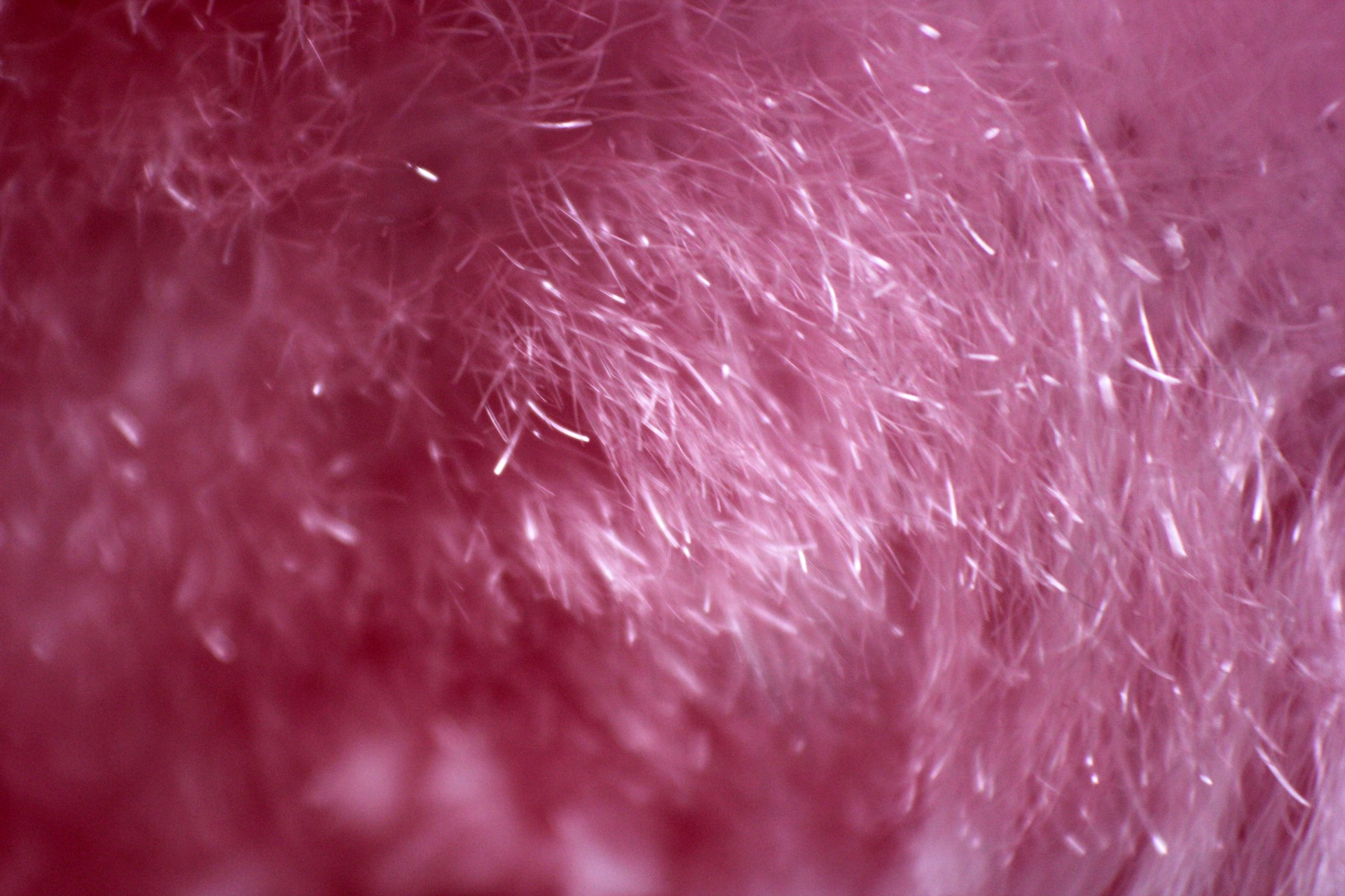 pink fur background pink fur free photo