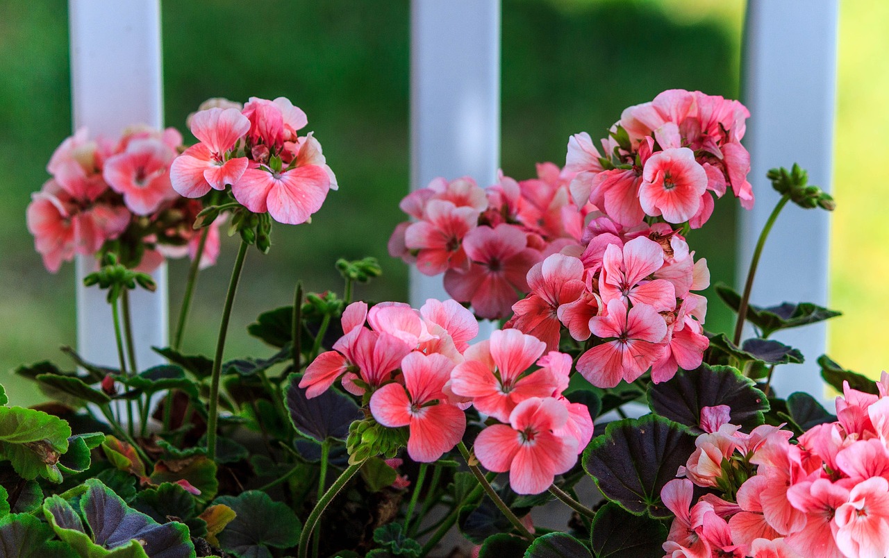 pink geranium soft pink flowers herbaceous annual free photo