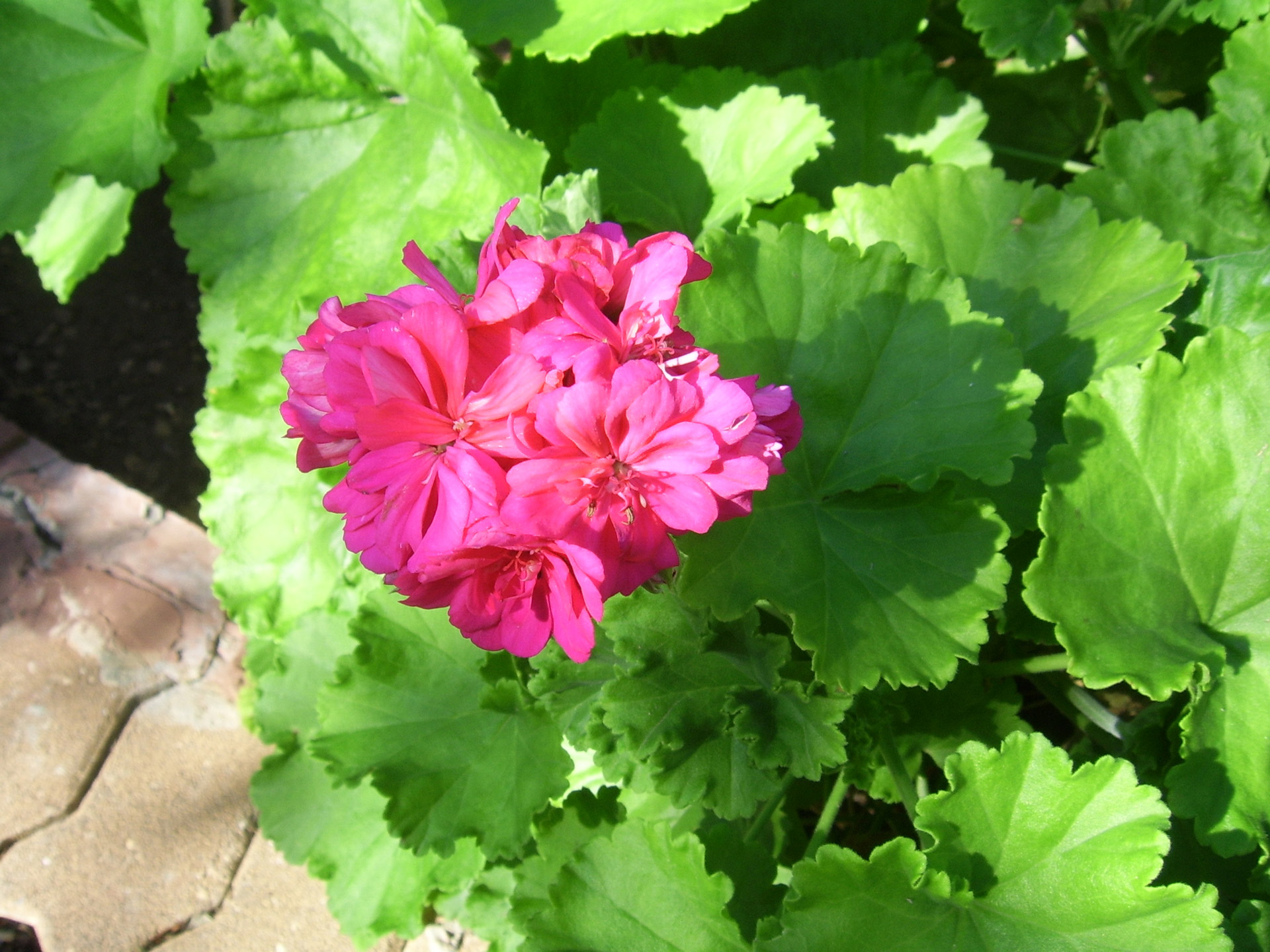 pink geranium flower free photo