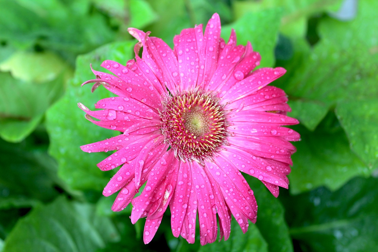 pink gerber daisy daisy pink free photo