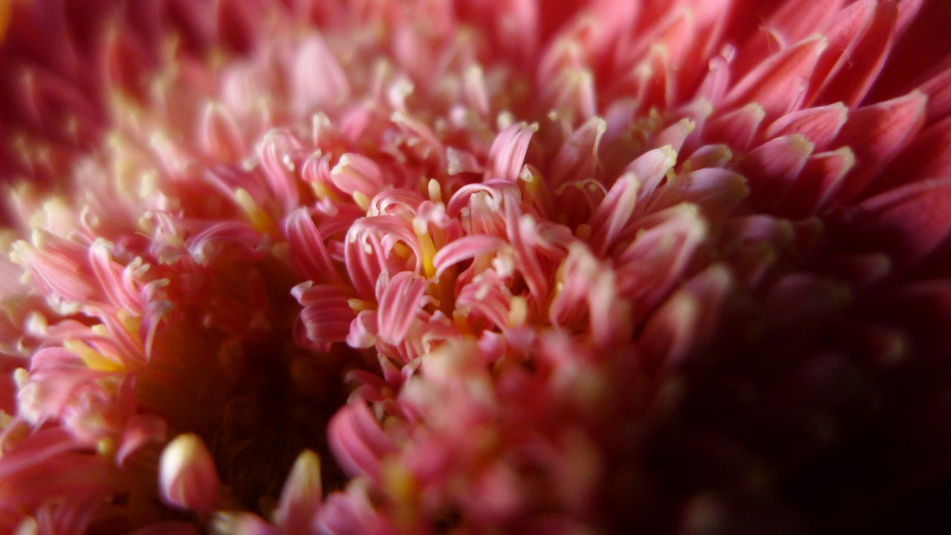 pink gerbera flower free photo