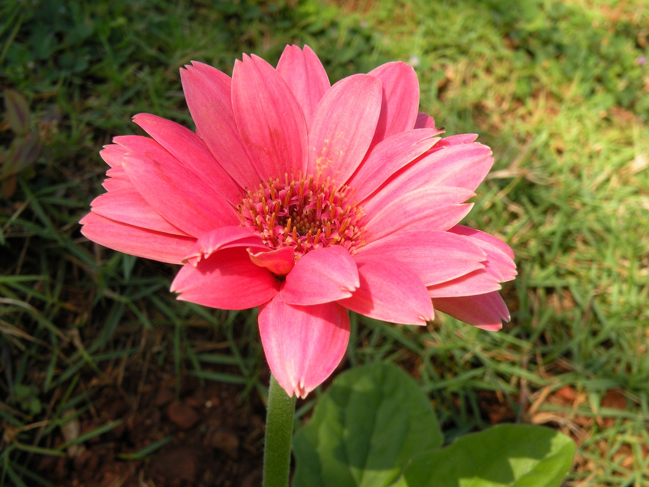 pink gerbera close up garden flower free photo