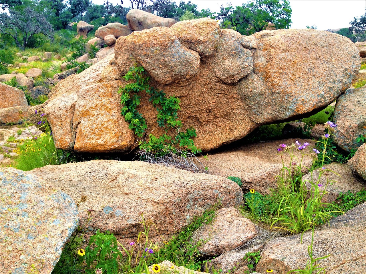 pink granite enchanted rock texas wild flowers free photo