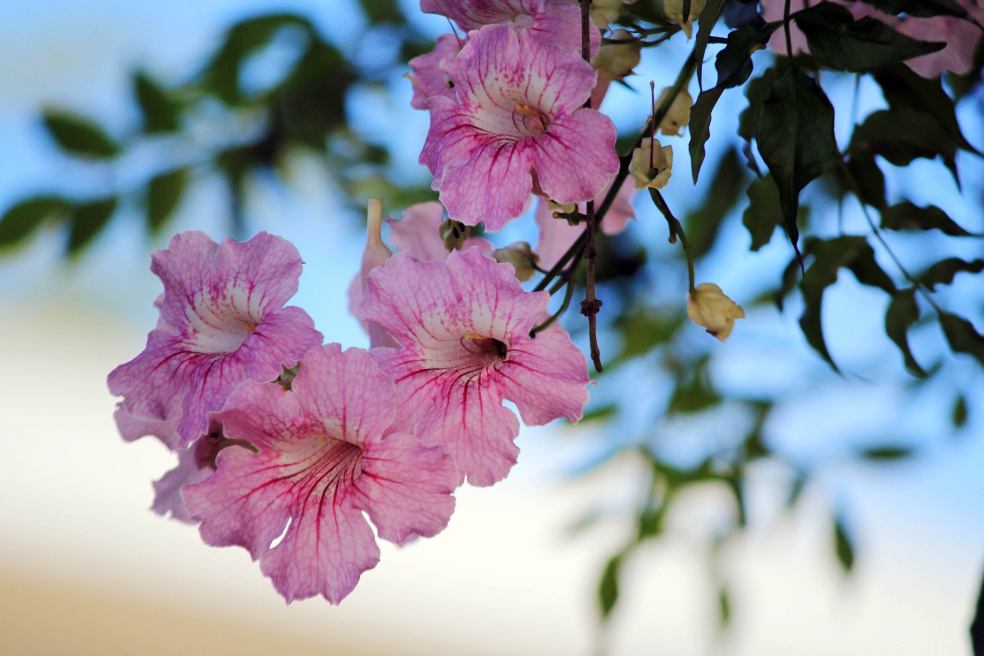 pink hanging flower pink flowers flowers free photo