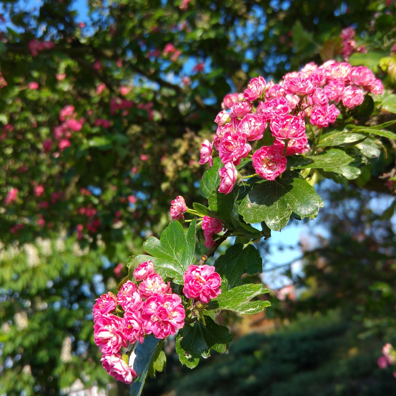pink hawthorn blooming hawthorn spring free photo