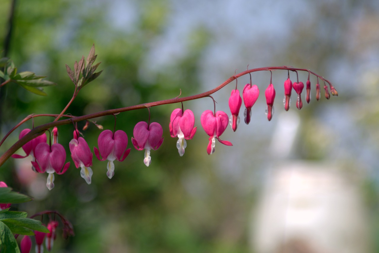 pink hearts flowers heart free photo