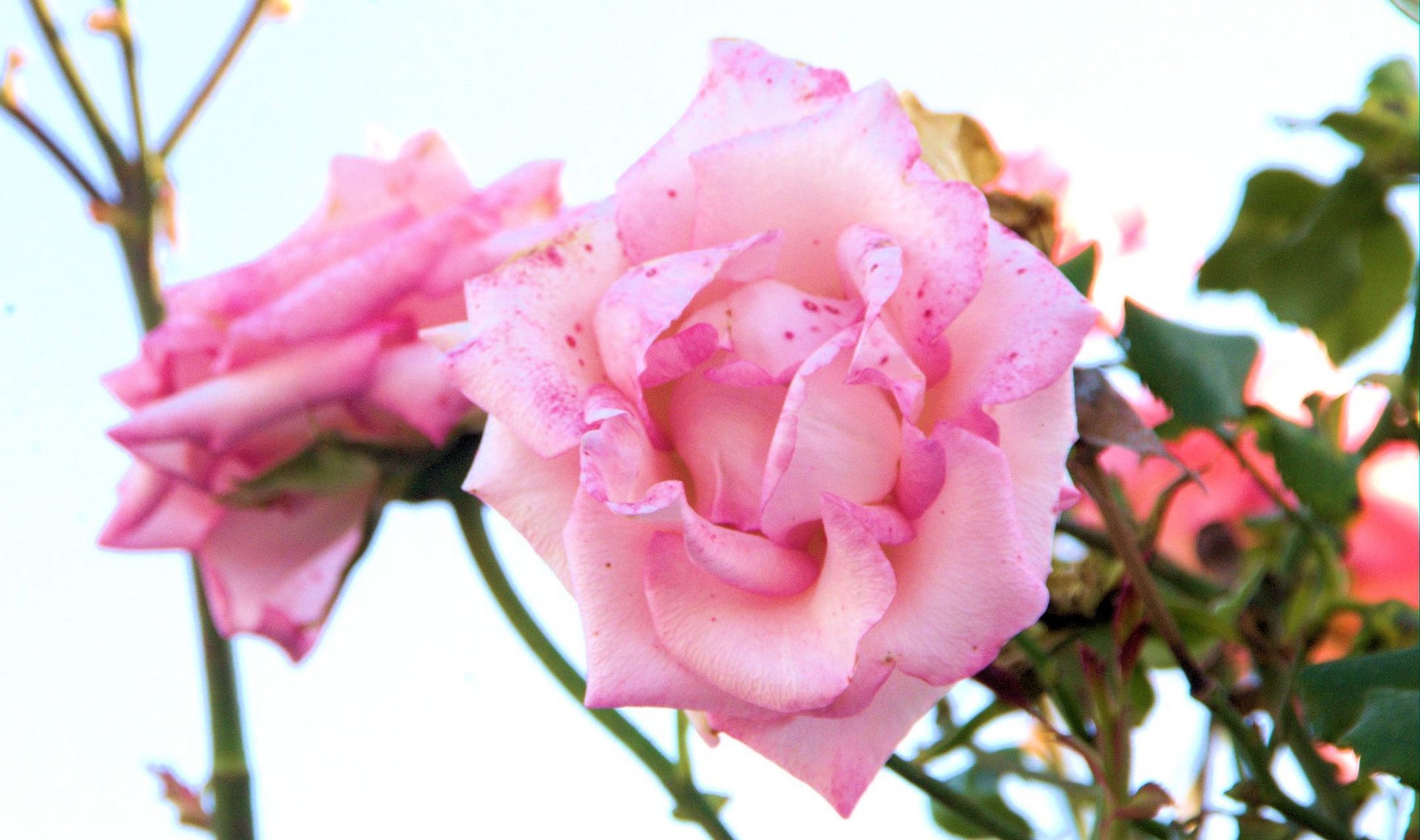 pink heritage rose free photo