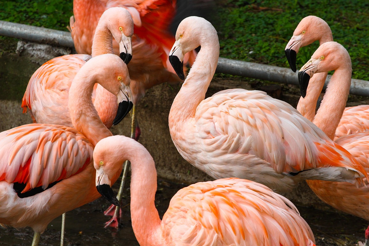 pink herons birds zoo free photo