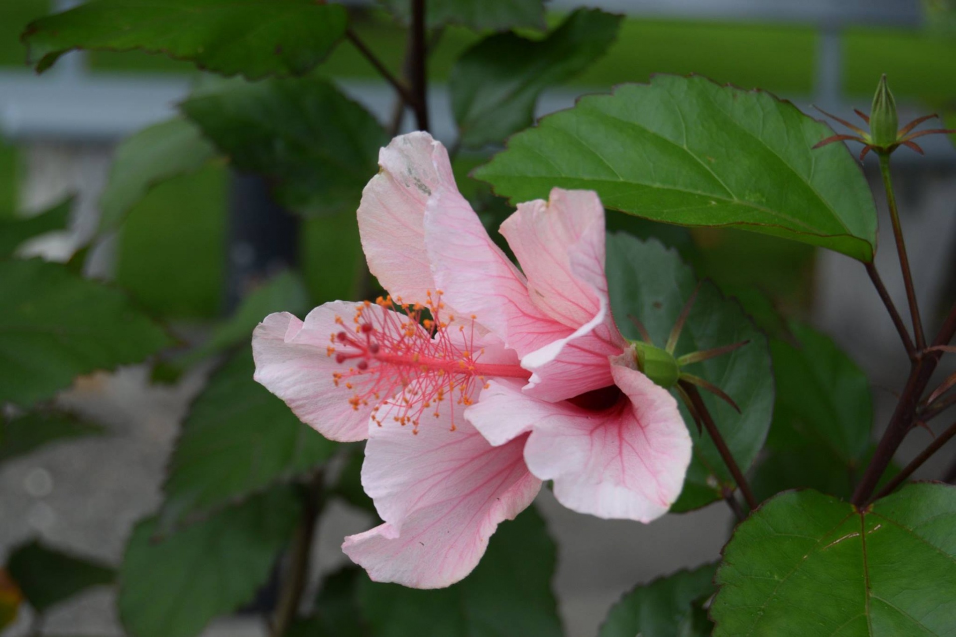 flowers hibiscus pink free photo