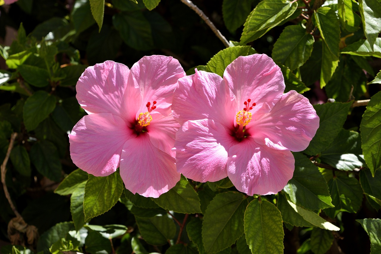 pink hibiscus flower floral free photo