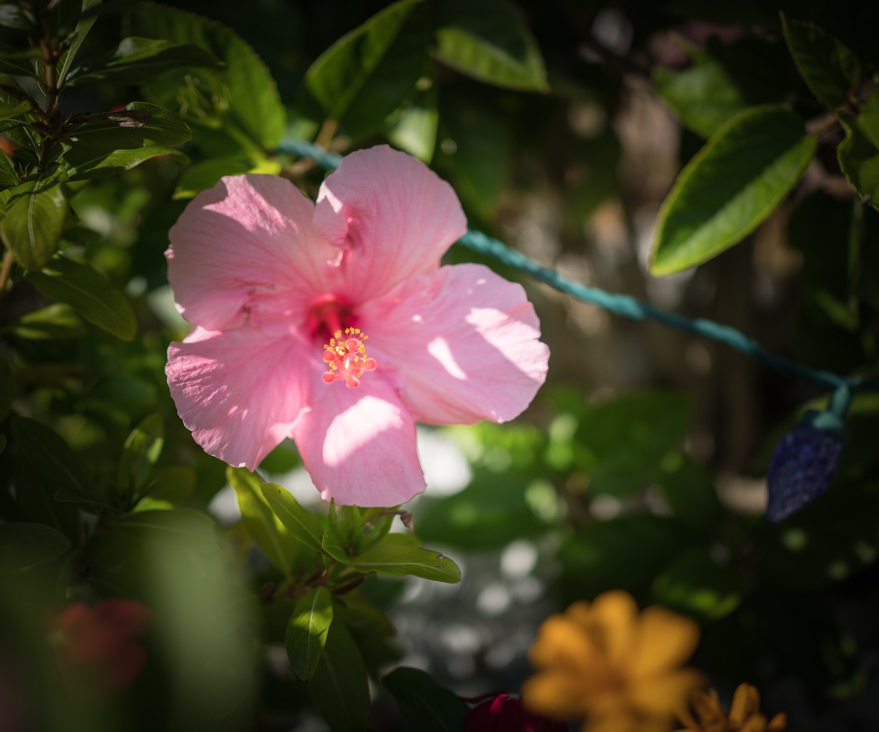 pink hibiscus flower close up free photo