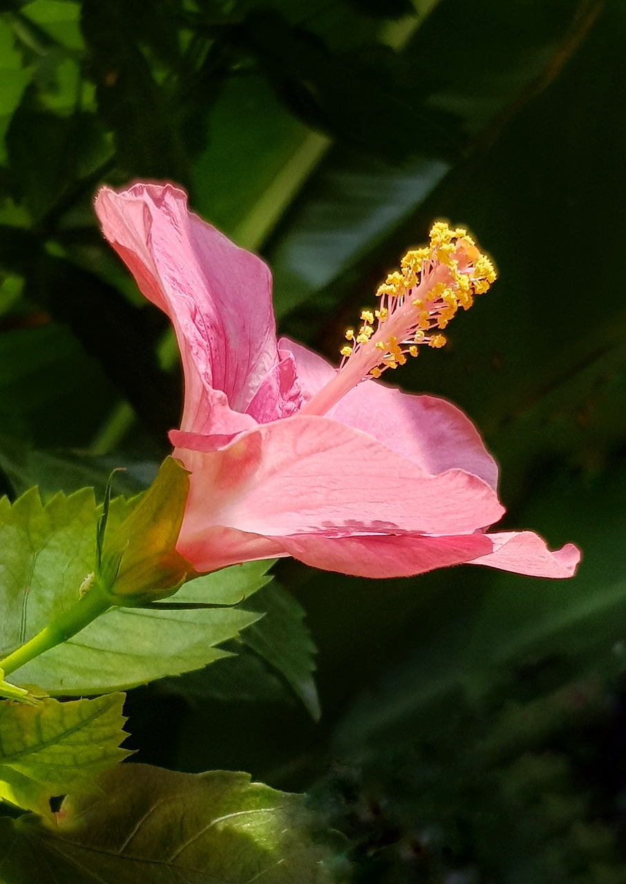 pink hibiscus  tropical hibiscus  flower free photo