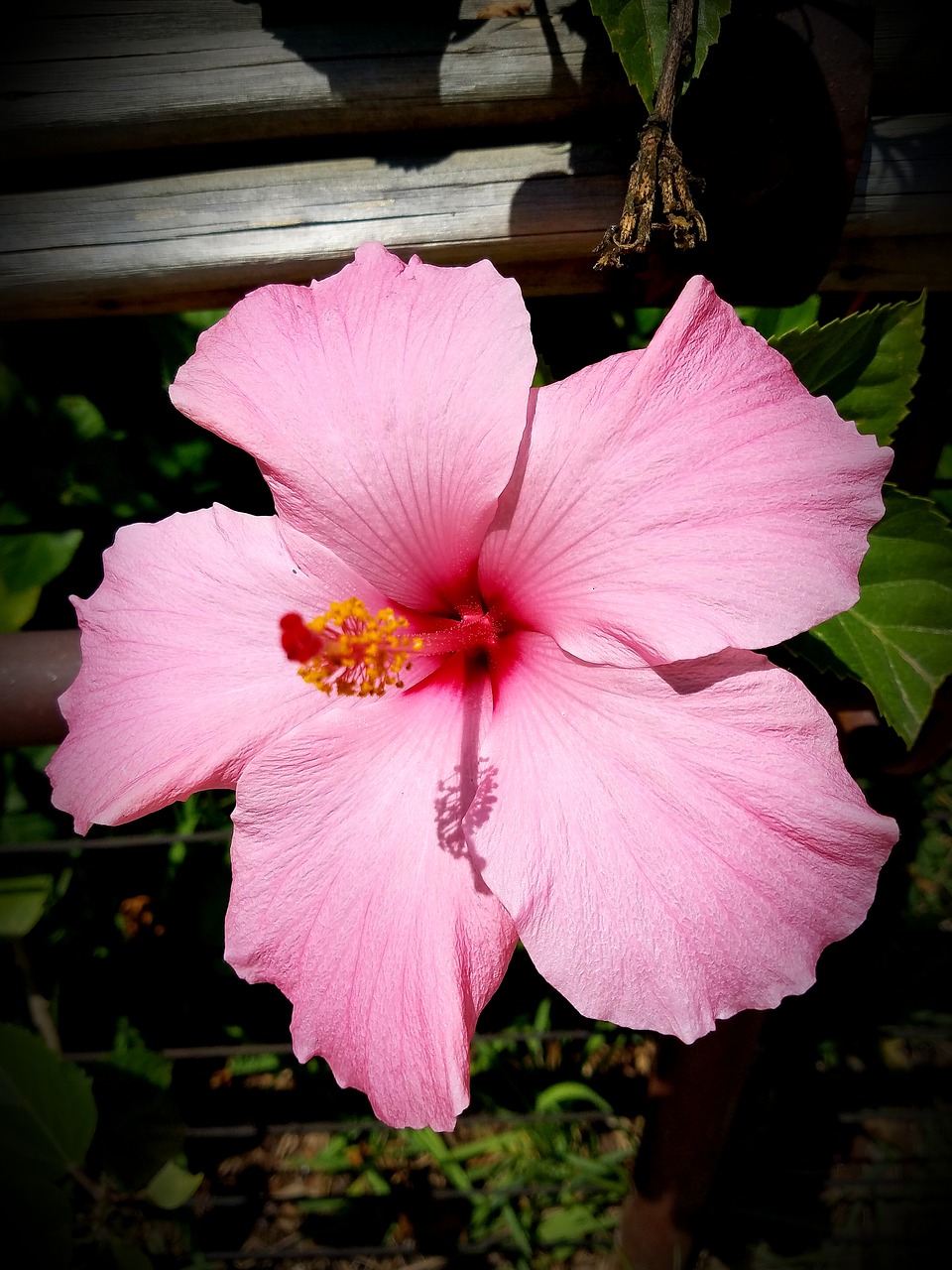 pink hibiscus  rosemallow  tropical flower free photo