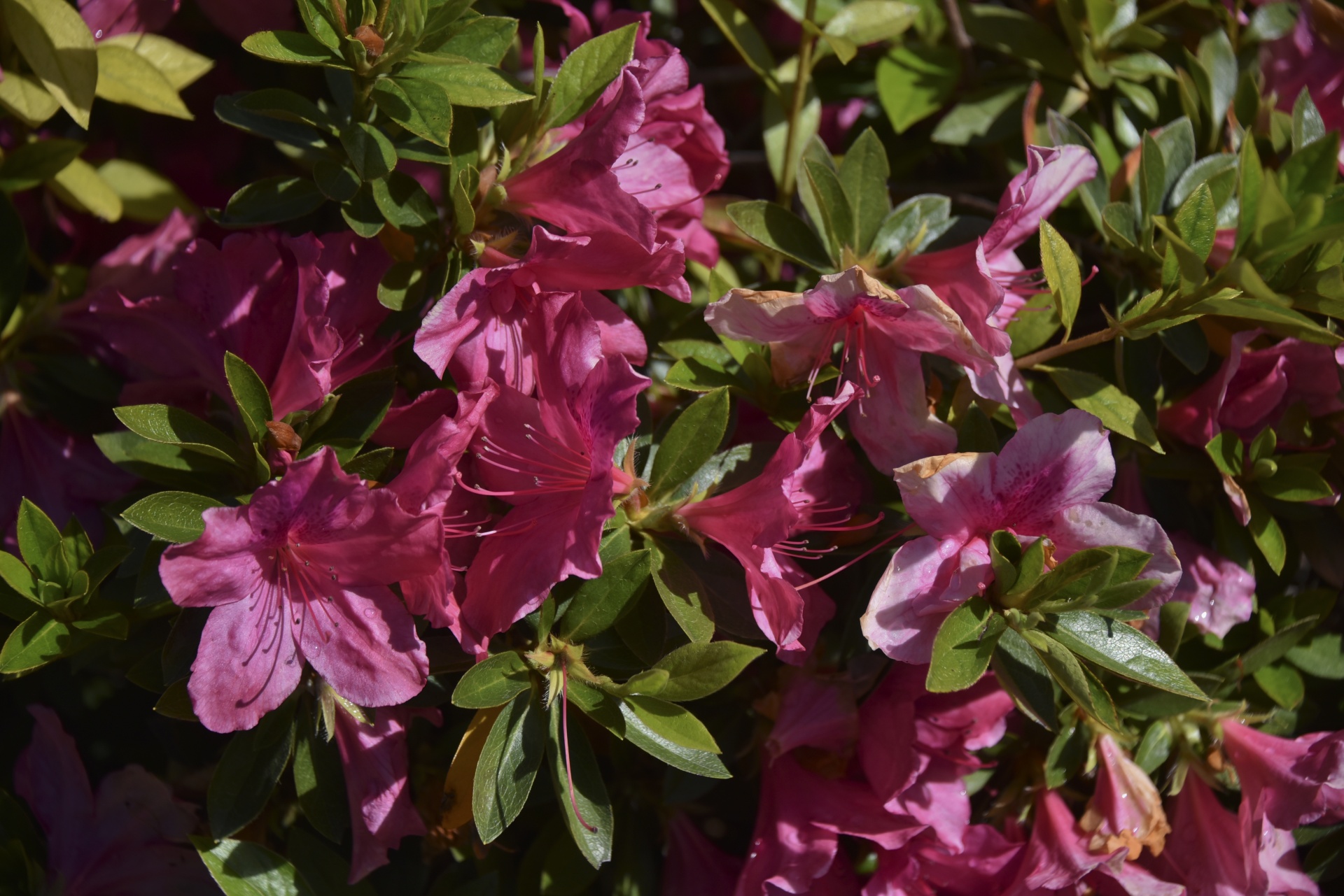 pink hibiscus flowers bloom free photo