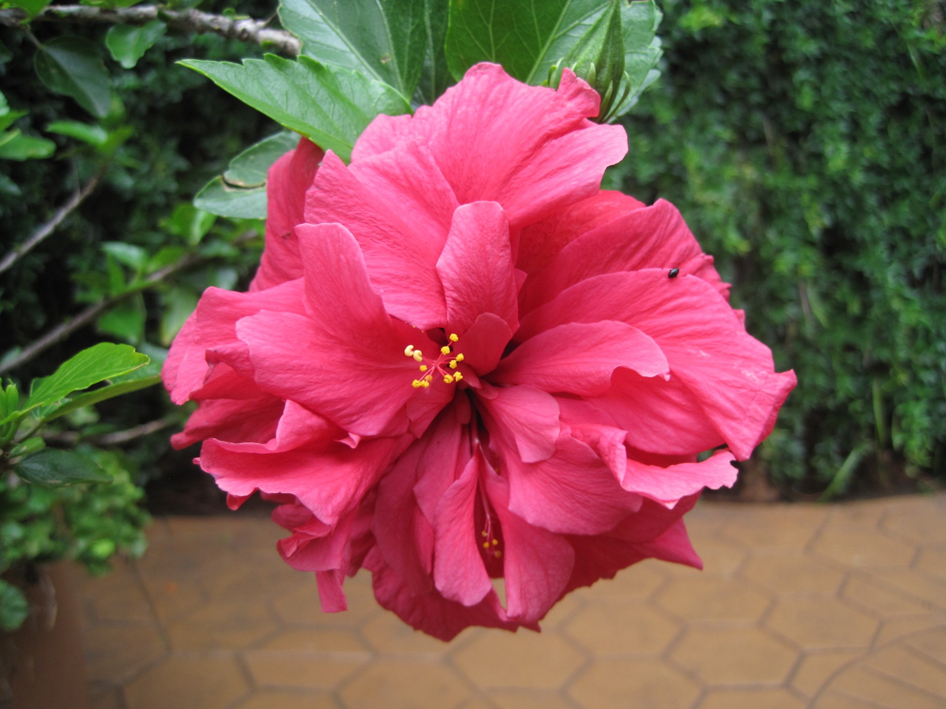 bloom flower hibiscus free photo