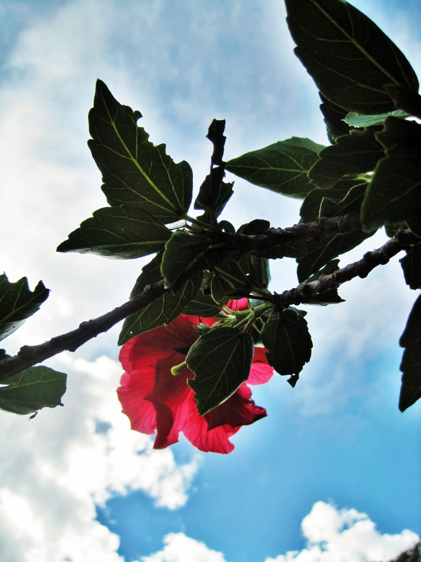 flower hibiscus pink free photo