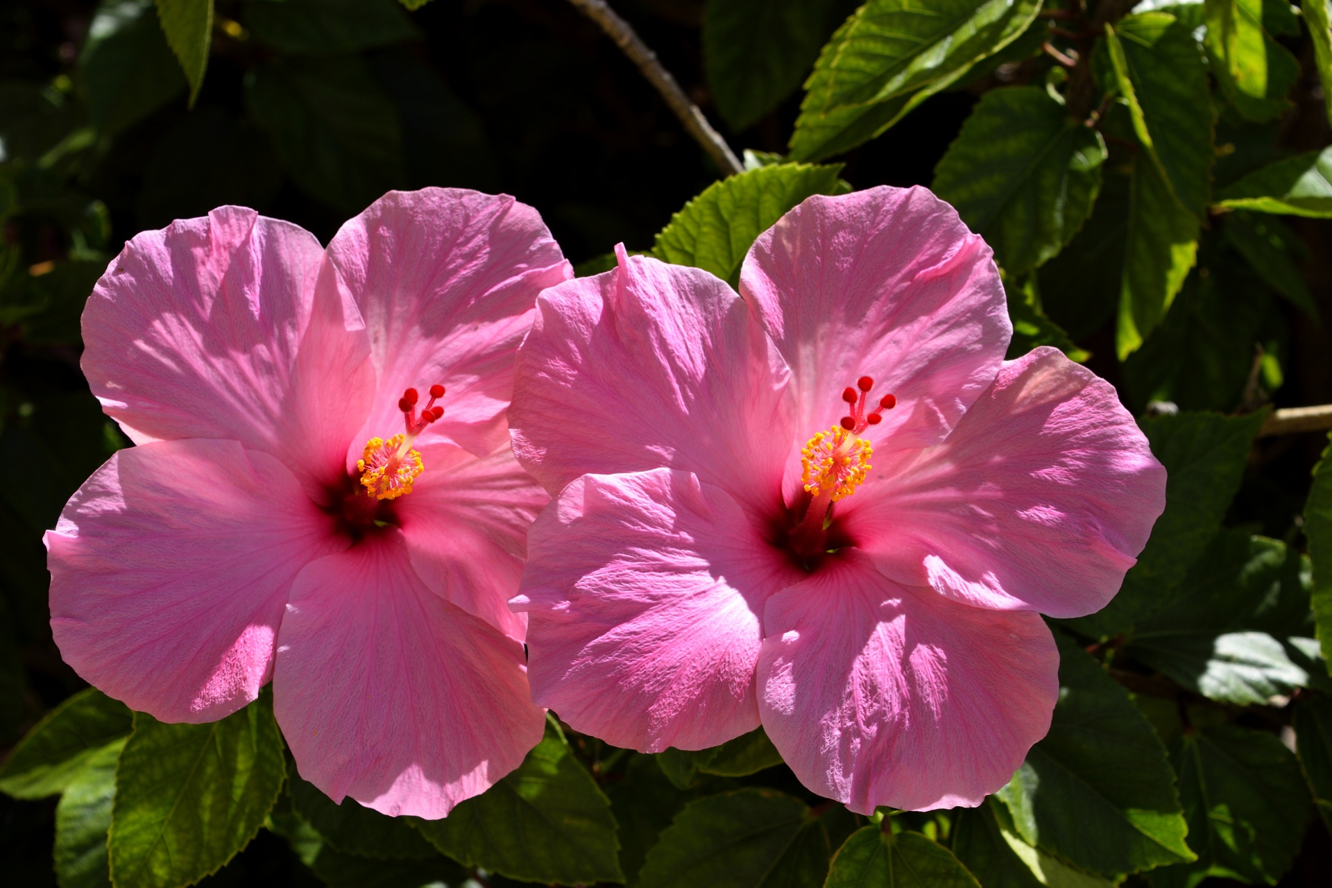 pink hibiscus flower floral free photo