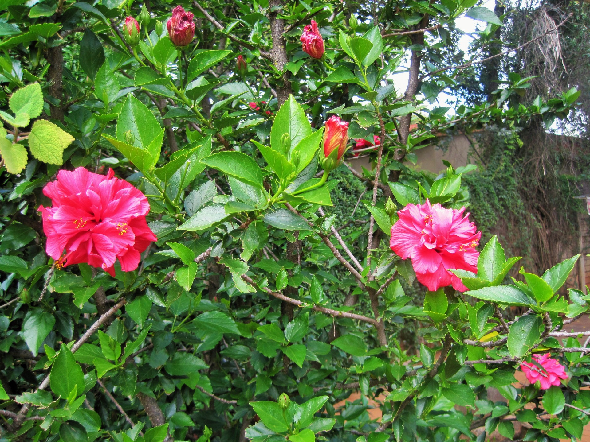 shrub bush hibiscus free photo